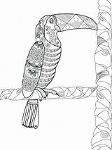 Toucan Volwassenen Adulti Vettore Tucano Libro Gli Adultes Vecteur Toekan Ramo Uccello sketch template