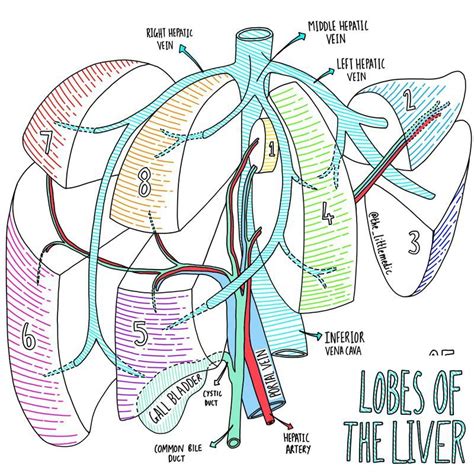 lobes   liver medical school studying medical student study