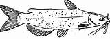 Catfish Coloring Pages Bullhead Color sketch template