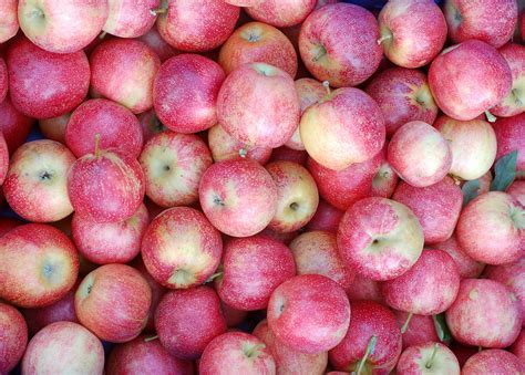 pink lady apple chestnut hill nursery