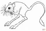 Desierto Jerboa Jerbo Sahara Rodent Roedor Arrowhead Rats Jerboas Deserts sketch template