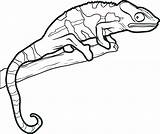 Lizard Coloring Pages Reptiles Drawing Outline Chameleon Template Kids Line Gecko Drawings Easy Reptile Printable Lizards Simple Color Flying Leopard sketch template
