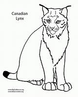 Lynx Coloring Pages Canadian Printable Animal Color Getcolorings Coloringbay Popular Unbelievable Coloringhome Onlycoloringpages sketch template