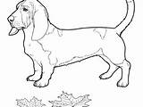 Coloring Bloodhound Pages Basset Hound Getcolorings Printable Getdrawings Color sketch template
