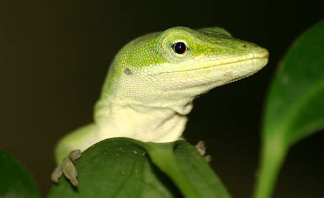 anole wallpapers animal hq anole pictures  wallpapers