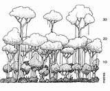 Drawing Rainforest Rain Canopy Getdrawings Forest Draw sketch template