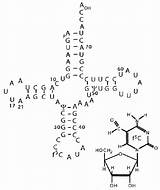 Trna Nucleotide Mitochondria Bovine Upper Chemical sketch template