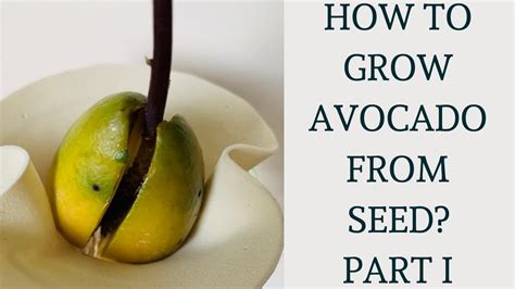How To Grow Avocado From Seed Part 1 Youtube