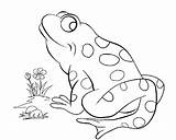 Coloring Frog Pages Printable Frogs Kids sketch template