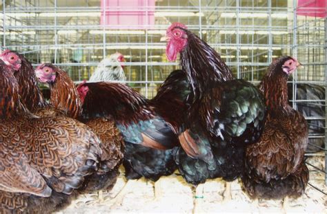 Partridge Wyandotte Bantam Chicks For Sale Cackle Hatchery