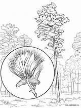 Coloring Pine Tree Pages Trees Willow Printable Getcolorings sketch template