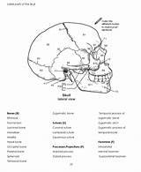 Skull Parts Label Color Solved Bone Zygomatic Suture Temporal Process Tha Transcribed Problem Text Been Show Has Foramen Lambdoid Parietal sketch template