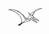 Pterosaurus sketch template