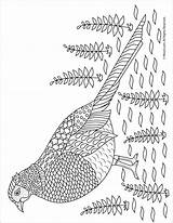 Pheasant Pheasants Coloringbay sketch template