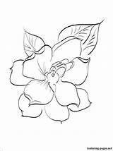 Gardenia Coloring Drawing 19kb 750px Getdrawings sketch template