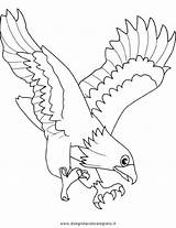 Falco Coloring Pages Lombardi Template sketch template