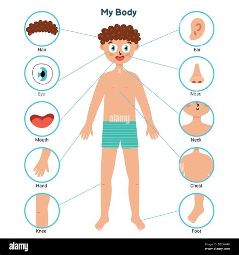 body parts educational posters   boy learning parts  body stock vector image art alamy