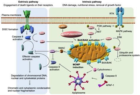 genes  full text mechanisms  egfr tki induced apoptosis