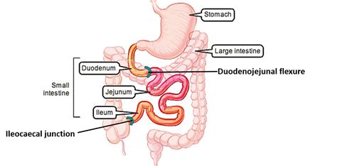 jejunum  ileum anatomy qa