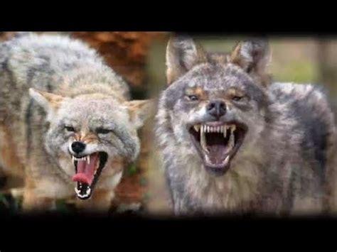 zombie coyotes  foxes rabid animals youtube