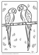 Macaw Artycraftykids sketch template