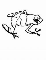 Poison Dart Frog Coloring Getcolorings Fresh Color sketch template