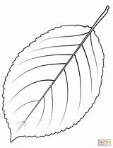 Blatt Ausdrucken Malvorlagen Leaves Redwood Baumblätter Kirschbaum Blaetter Sequoia Supercoloring sketch template