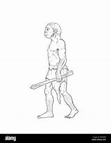 Homo Erectus Habilis Neanderthal Entwicklung Evoluzione Umana Menschlichen Australopithecus Evolution Cromagnon Abbildung Umano sketch template