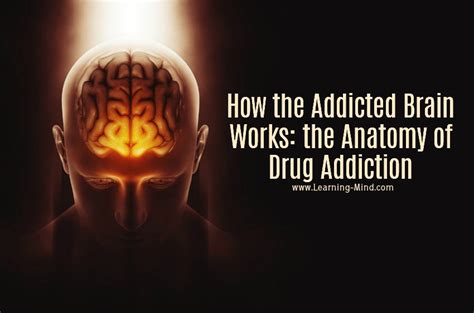 how the addicted brain works the anatomy of drug addiction learning mind
