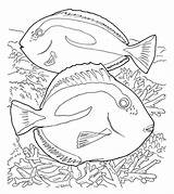 Coral Coloring Pages Momjunction Fish Ocean Reef Toddler Top Sheets Printable Choose Board Kids Rose sketch template