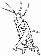 Sprinkhaan Heuschrecke Insect Grasshopper Ausmalbilder Kleurplaat Heuschrecken Sprinkhanen Malvorlage Grasshoppers Ausmalbild Stimmen sketch template