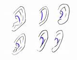 Anime Ears Draw Step Guide Three Simple Highlighted Antihelix Studies sketch template