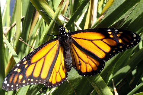 monarch eclosion whats  bug