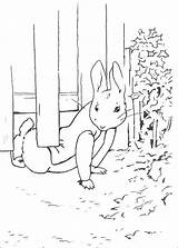 Rabbit Peter Coloring Fun Kids Votes sketch template