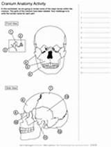 Coloring Skull Anatomy Human Activity Pages Asu Bones Worksheets Askabiologist Skeleton Printable Ask Biologist Edu Activities Worksheet Color Biology Physiology sketch template
