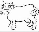 Coloring Longhorn Getcolorings Cow sketch template