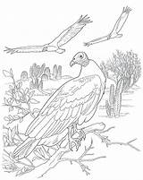Desert Coloring Pages Animals Getdrawings Getcolorings Color sketch template