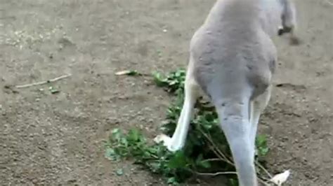 dumpertnl kangoeroe  emoes