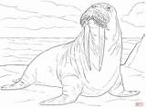 Coloring Walrus Adult Male Pages Drawing Cute Supercoloring Printable Main Color Skip Print sketch template