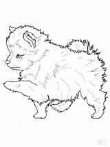 Husky Coloring Pages Puppy Printable Pomeranian Realistic Dog Spaniel Springer Colouring Color English Print Getcolorings Getdrawings Puppies Colorings Library Clipart sketch template
