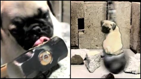bruce wayne the pug pays tribute to miley cyrus rtm rightthisminute