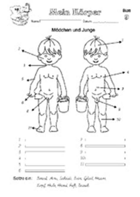 arbeitsblatt  der grundschule menschlicher koerper