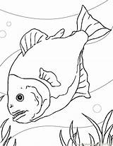 Piranha Coloring Pages Aquarium Color Animals Fish Fishes Drawing Ink Pirahna Printable Online Print Designlooter Gif Drawings Getdrawings 6kb 792px sketch template