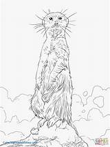 Coloring Meerkat Pages Standing Upright Drawing Color Printable Comments Supercoloring Getcolorings Print Templates Inspirational Template sketch template