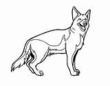 Shepherd German Coloring Pastor Pages Dog Puppy Drawing Australian Christmas Realistic Baby Color Head Dogs Getdrawings Printable Easy Template Coloringcrew sketch template