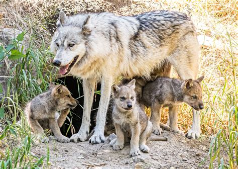 wolf pups emerge  den  oakland zoo   goodwill mission kqed