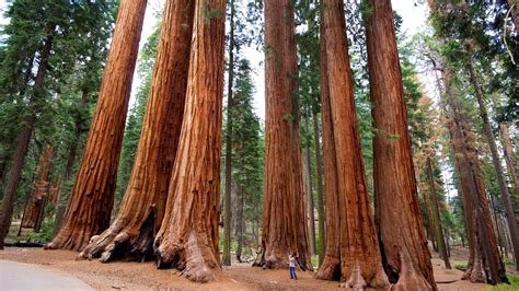 visit sequoia national park  travel guide  sequoia national