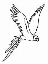 Falcon Spread Wings Template sketch template