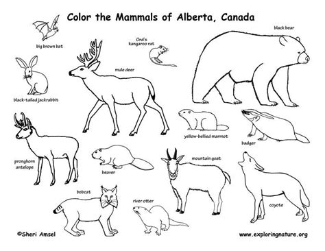 mammals animal coloring pages desert animals