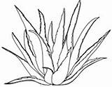 Aloe Printablecolouringpages sketch template